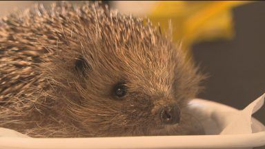 Cameras to be installed across Scotland to track hedgehog population