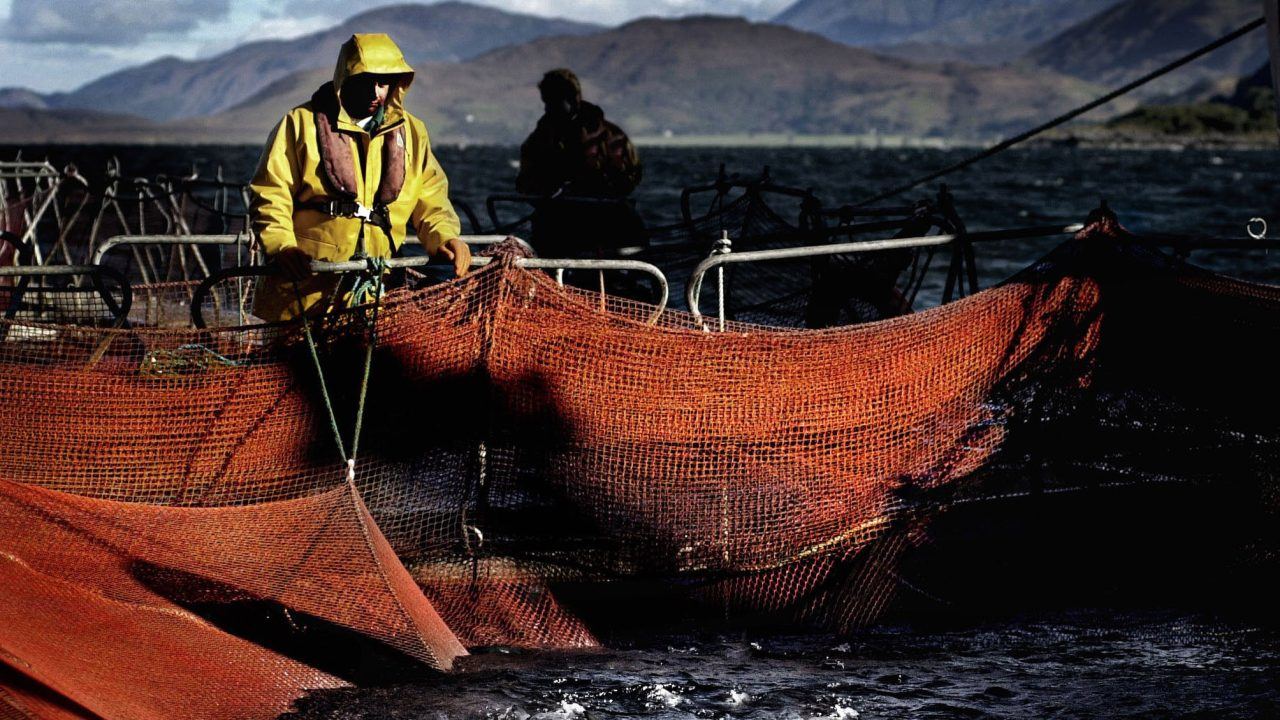 MSPs highlight ‘lack of progress’ on recommendations for salmon farming industry