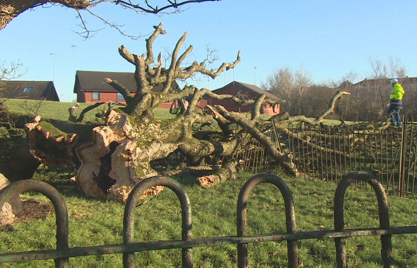 Several branches of the Darnley Sycamore fell as Scotland faced hurricane-force winds and a red weather warning.