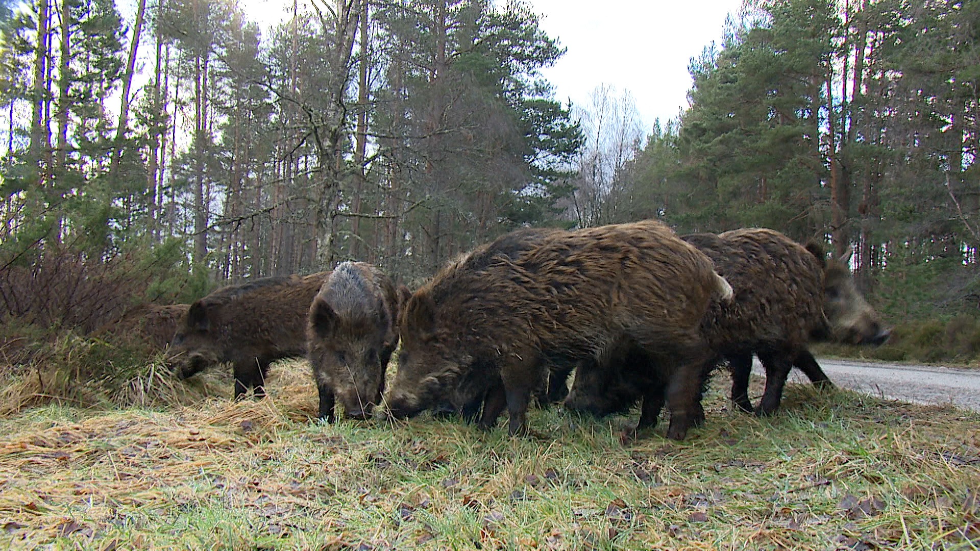 Feral pigs have been released in the Highlands.