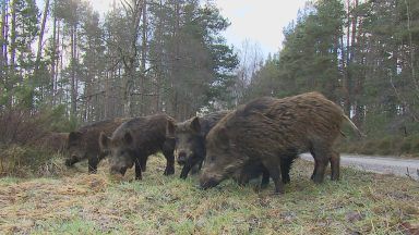 Famers calling for serious penalty after feral pigs released into the Highlands