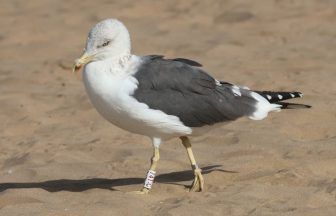 Seagull saved from bin in Paisley found on Moroccan beach