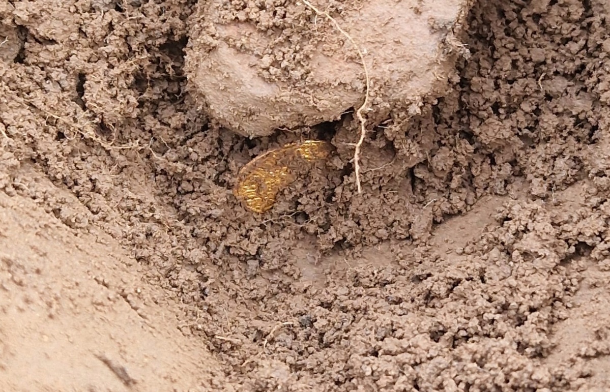 A coin emerging from the soil during the site excavation.