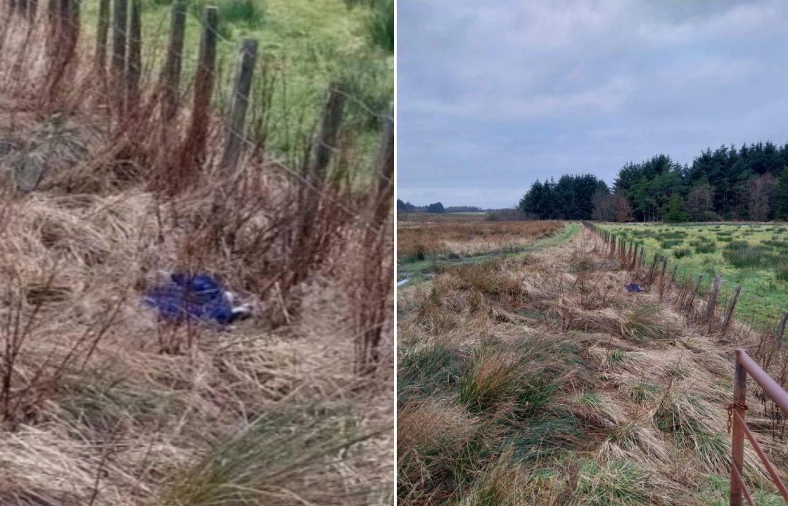 Dead dog with neck wounds found wrapped in fleece in Scots woodland 