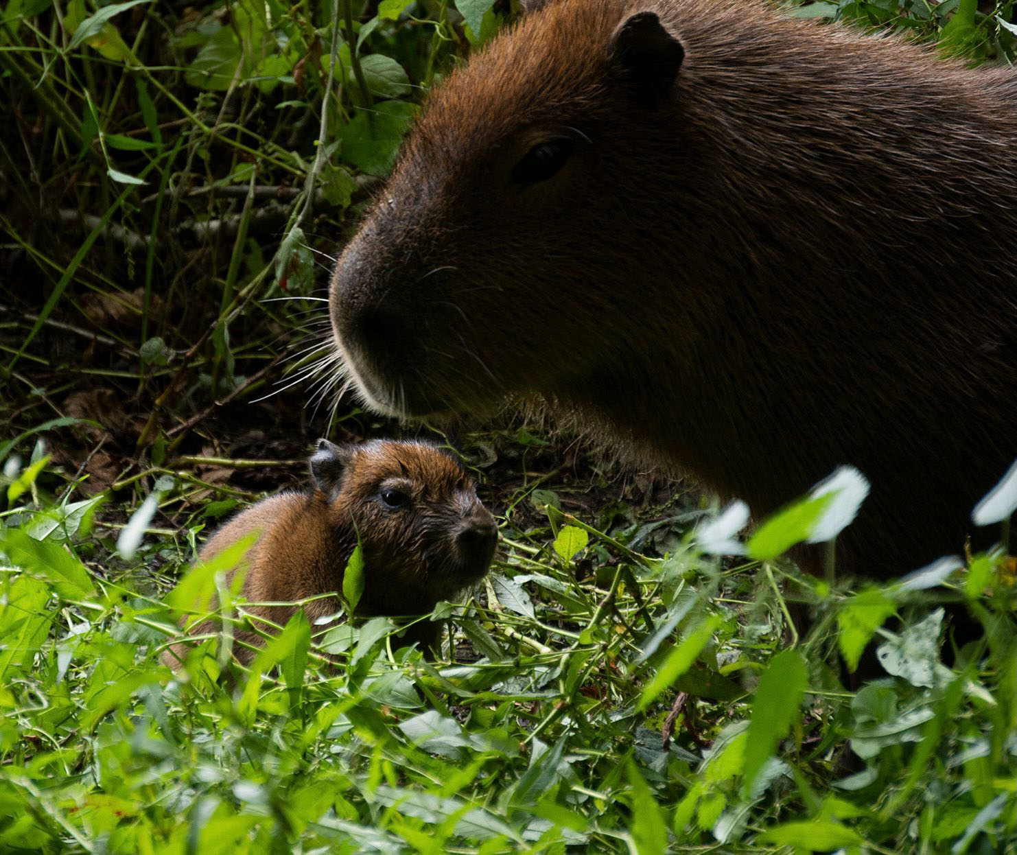 the youngsters, who are yet to be named, will stay indoors for their first few days to settle in.