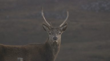 Rural community calls for greater cooperation on deer culling