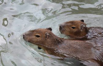 Baby capybaras spotted swimming and exploring new home at Edinburgh Zoo