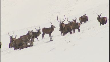 Venison to be supplied to schools in bid to control deer numbers