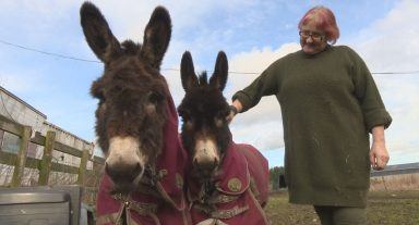 Halfpenny Farm: Animal sanctuary facing closure as fundraiser launched to save Aberdeenshire farm