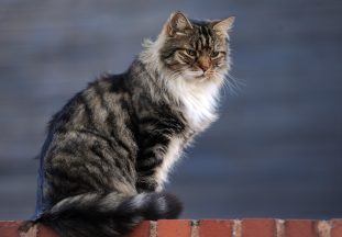 Scottish Government has ‘no intention’ of banning cats, says Swinney