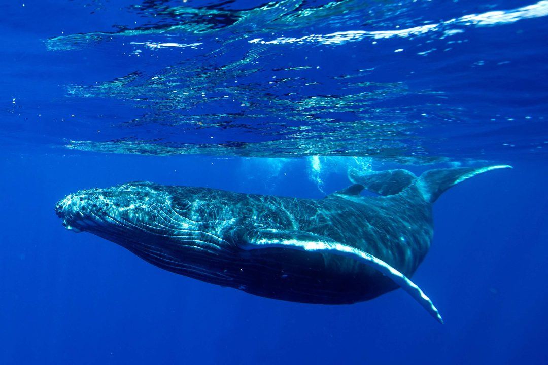 Whale song more similar to human language than previously thought – study