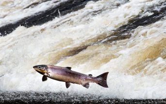 Value of Scottish salmon exports hits record high, figures show