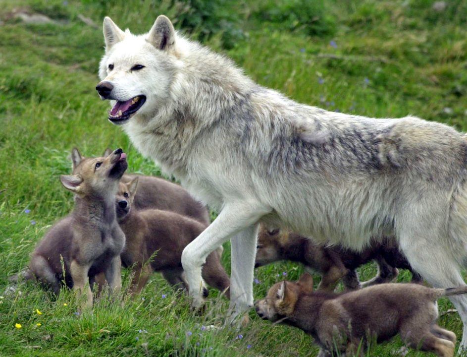 Reintroducing wolves to Scottish Highlands could expand woodland areas and reduce CO2, researchers suggest