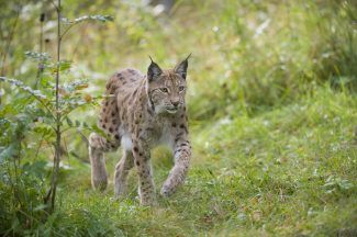 John Swinney’s refusal to consider lynx reintroduction ‘out of step’ with public opinion