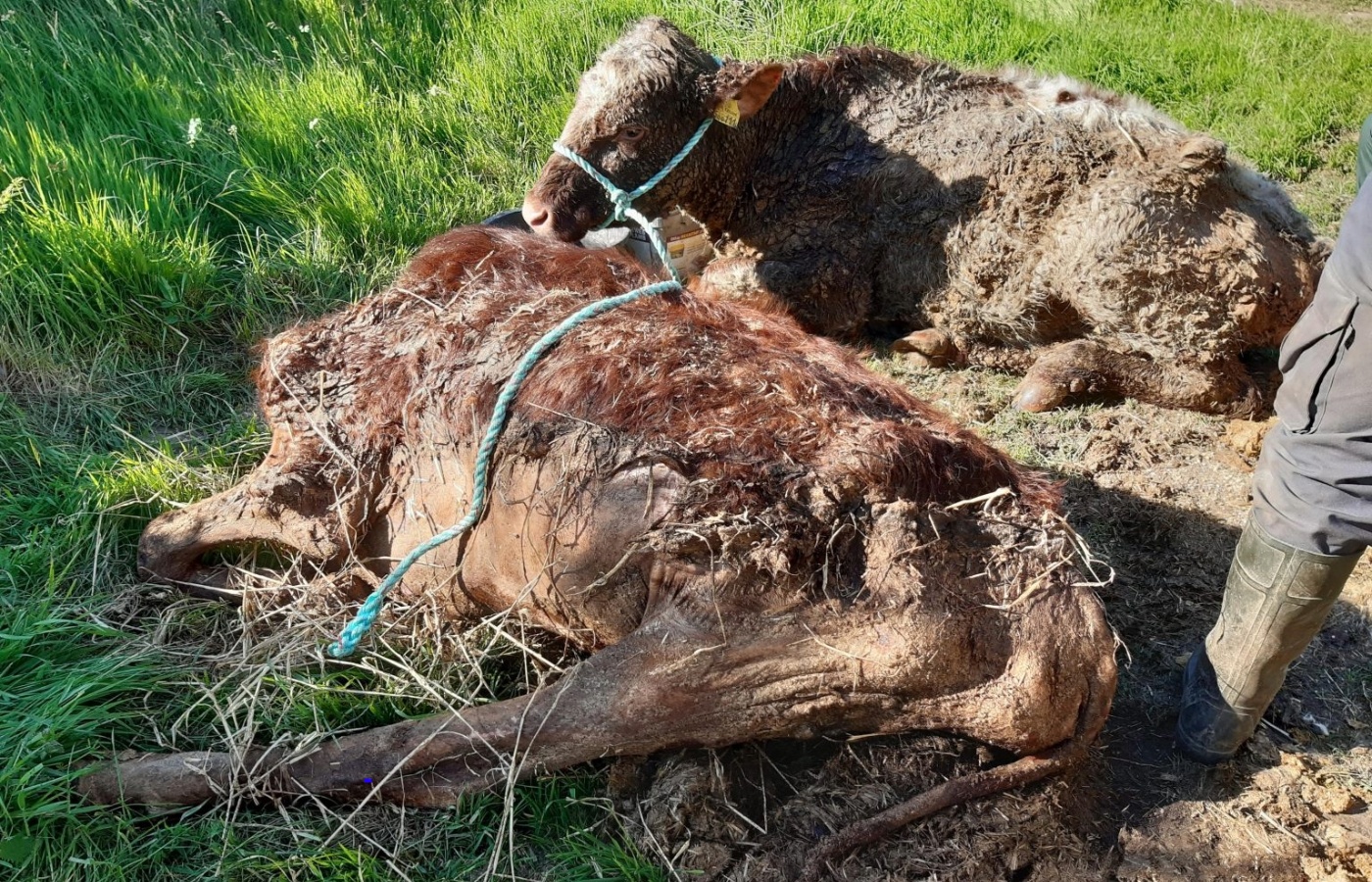 SSPCA officers attended the property, and discovered three emaciated young Shorthorn type heifers.