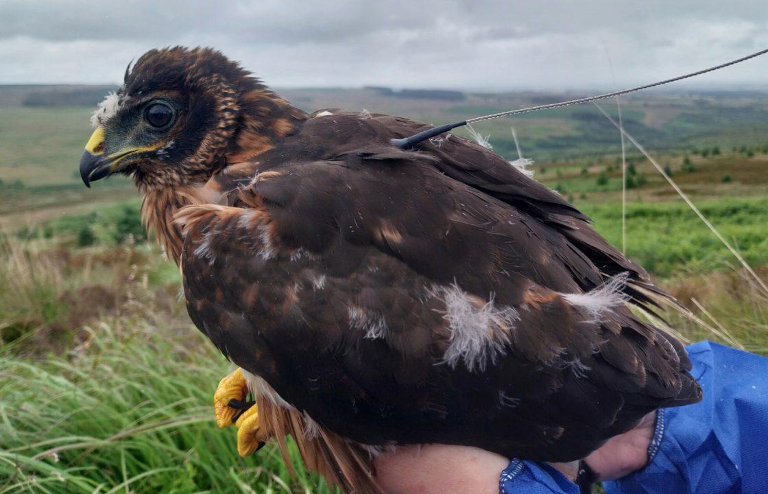 Search for rare Scottish bird of prey after ‘suspicious’ disappearance