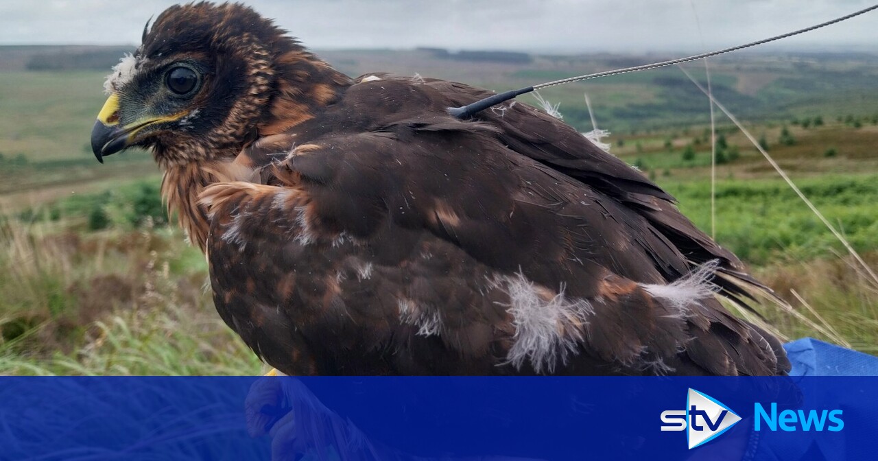 Search On For Rare Scottish Bird After Suspicious Disappearance