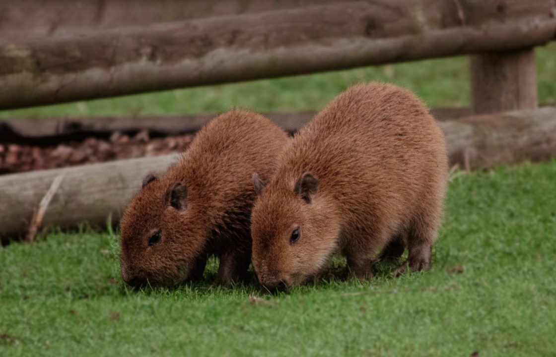 Edinburgh Zoo welcomes baby capybaras for first time in 15 years