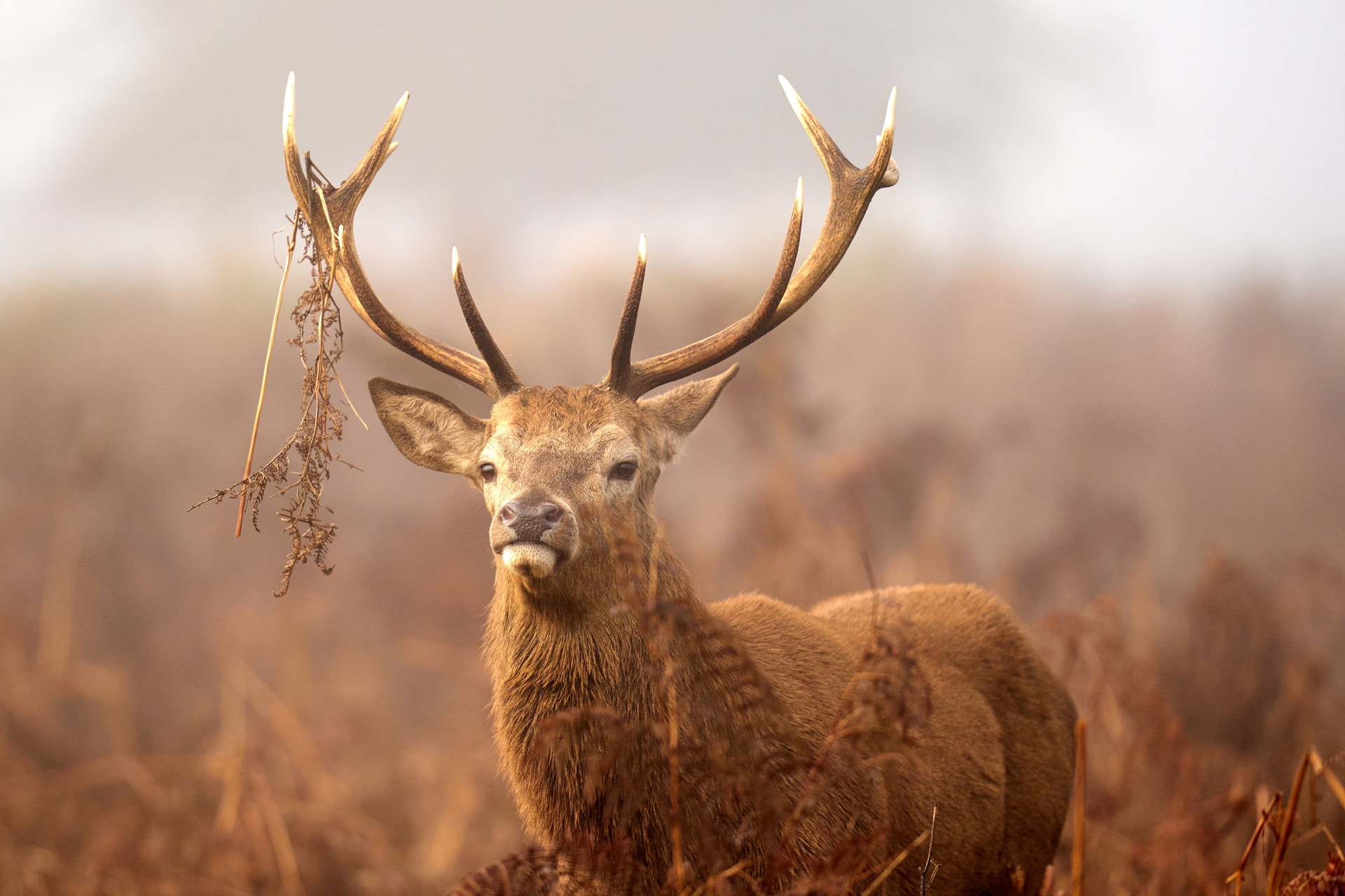 With no nature predators, the red deer population has soared (John Walton/PA) 