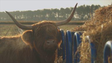 Highland cow new face of Scotland’s tourist campaign