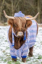 Highland Cow stars in cardigan campaign to tempt winter tourists