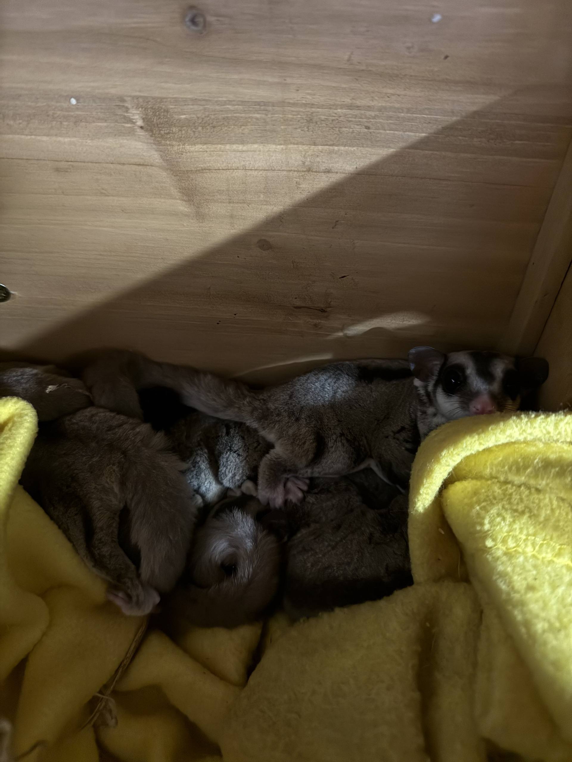 The sugar gliders are are undergoing a 30-day quarantine period.