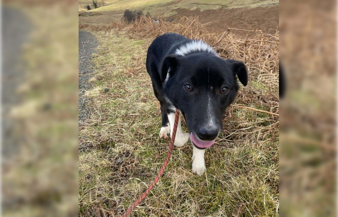 Police launch search for ‘Skye’ the Border Collie stolen from property in Highlands