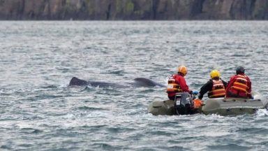 Sperm whale freed after becoming tangled in fishing ropes off of Skye