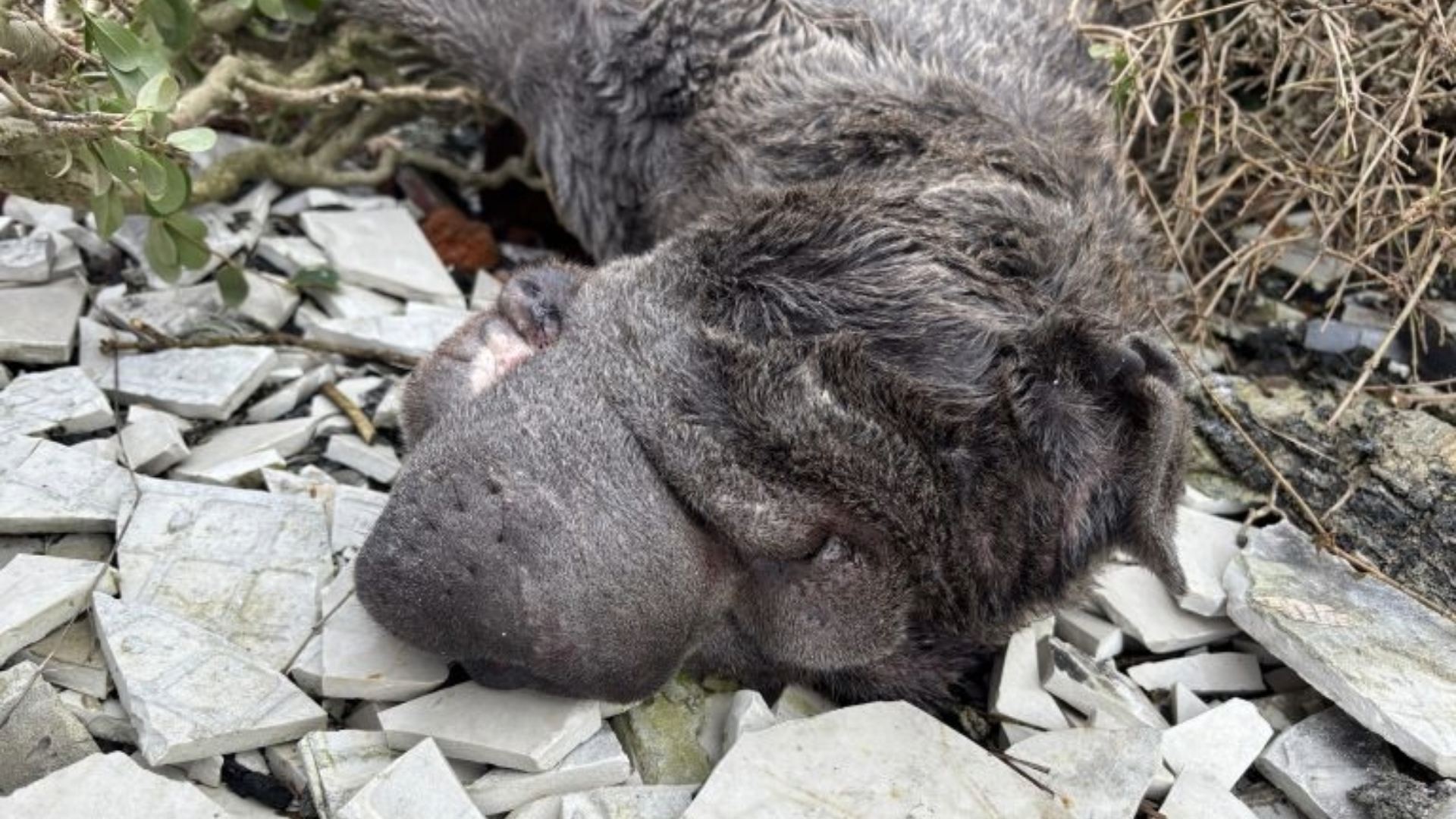 Believed to be a Sharpei, the dog was female and around six years old.