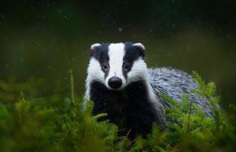 Man sentenced after multiple badger dens blocked with soil and rocks in Fife