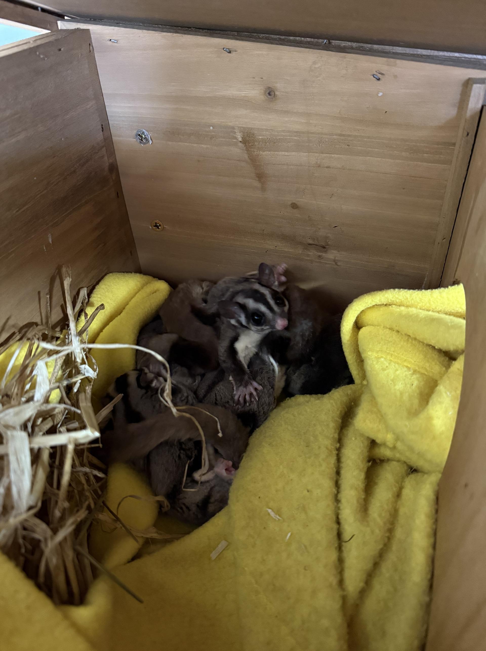 Sugar gliders: Discarded in box outside supermarket