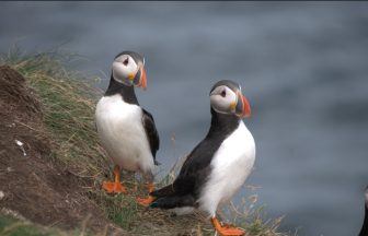 First puffins of the year spotted in Firth of Forth close to Craigleith Island