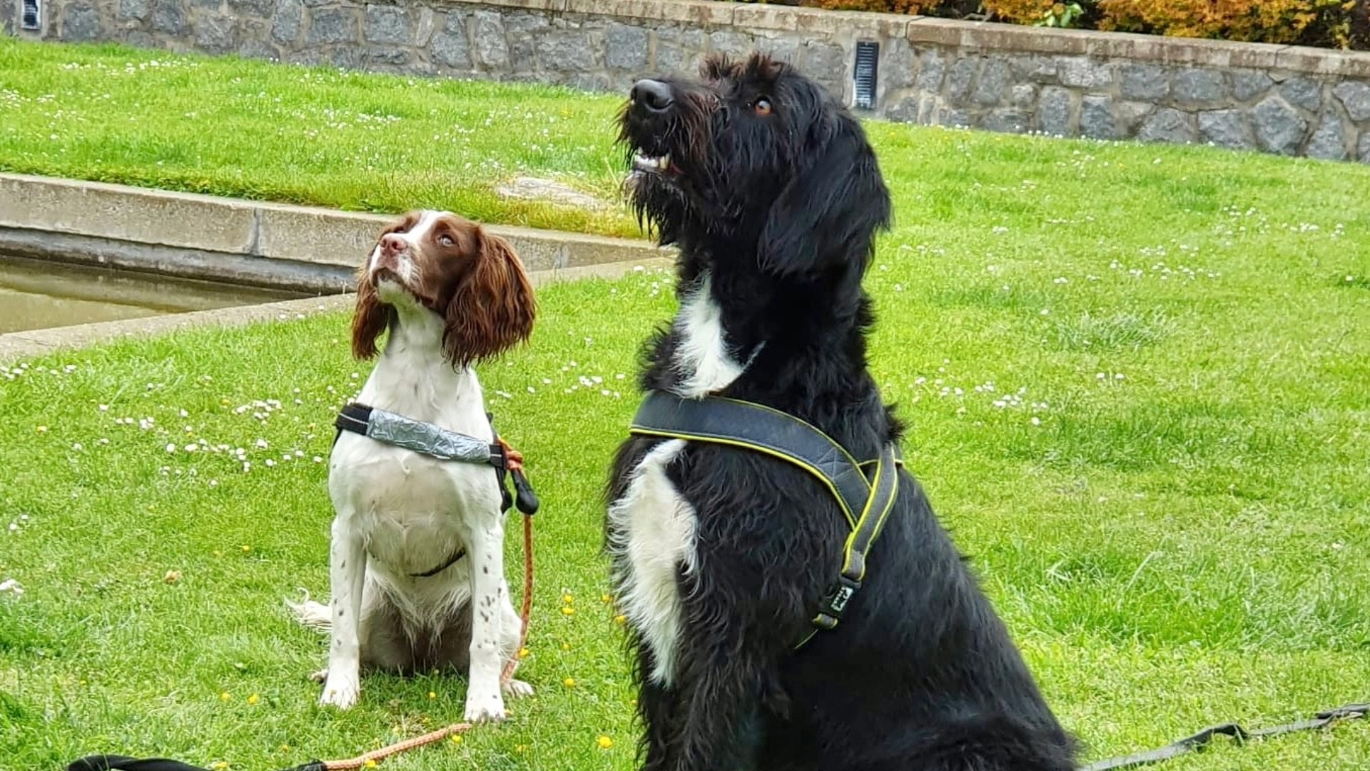 Rosie and Boo, who discovered the tobacco, are specially trained sniffer dogs.