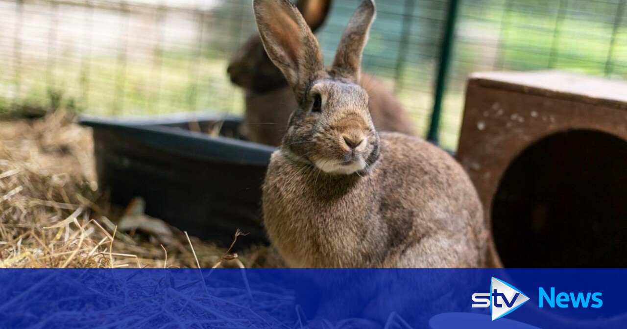 Edinburgh Rabbits Seven rabbits with 'torn ears and mutilated eyes' euthanised after man ...