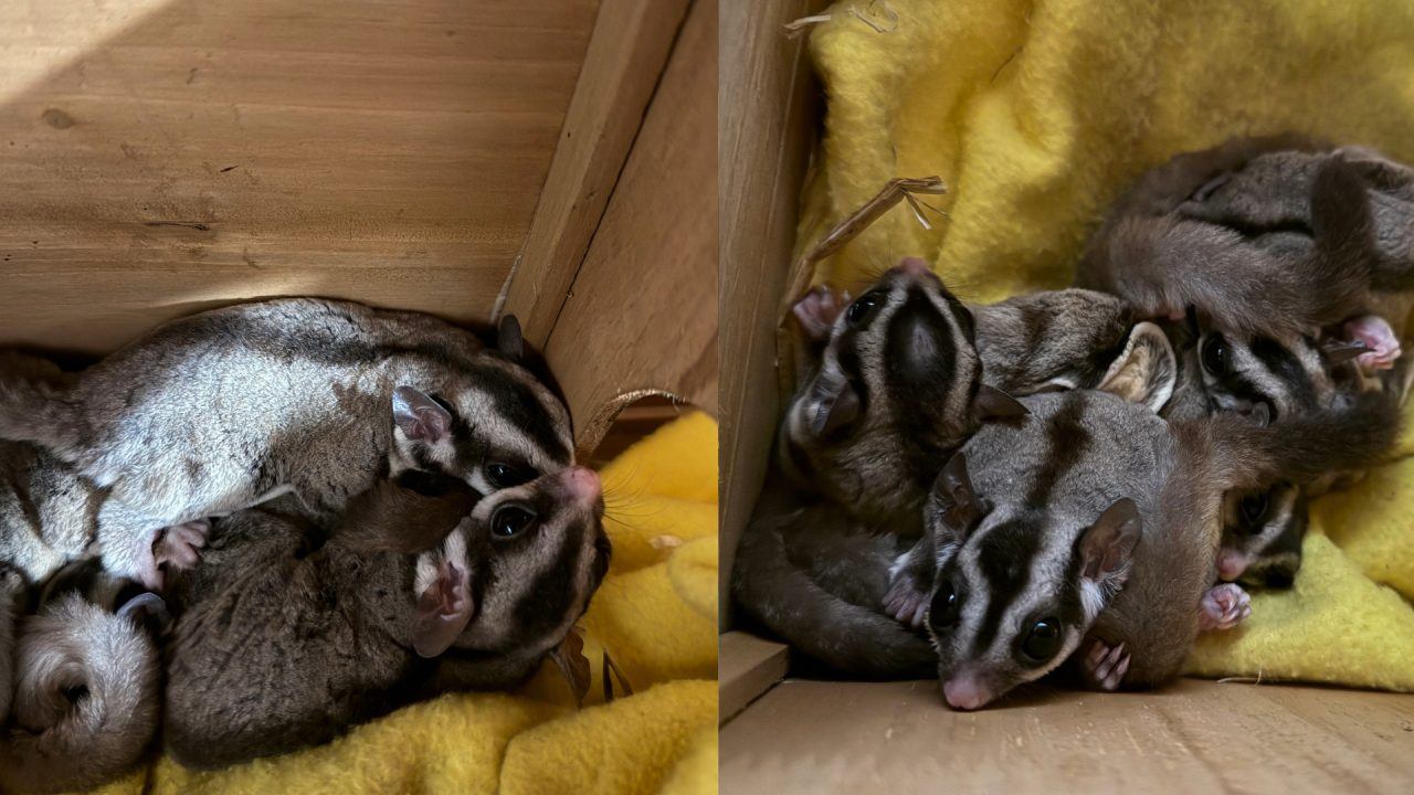 Six sugar glider possums ‘cruelly’ abandoned outside Lidl supermarket in West Lothian