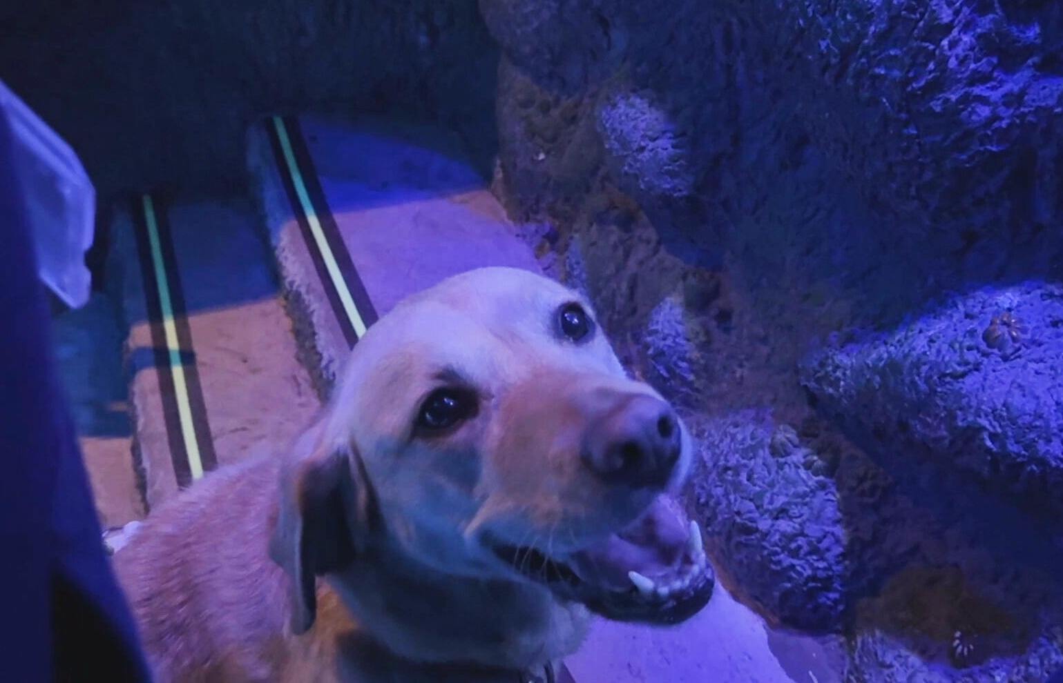 Guide Dog puppies visit Sealife in Loch Lomond as part of a unique training programme.