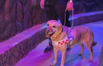 Guide Dog puppies visit Loch Lomond Sealife centre as part of training programme