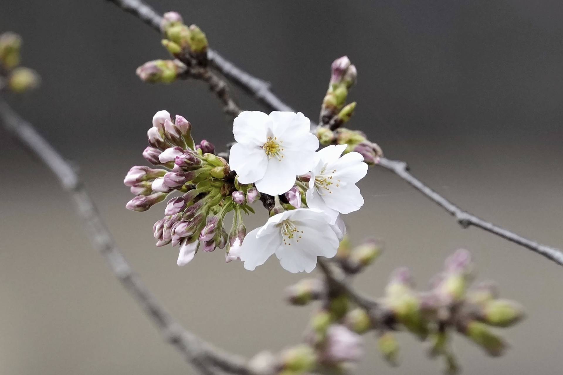 The blooming Somei Yoshino cherry tree at the specimen tree at Yasukuni Shrine in Tokyo, Monday March 24, 2025. (Kyodo Photo via AP)