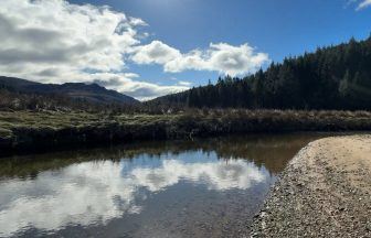 Atlantic salmon return to Argyll river after major restoration work