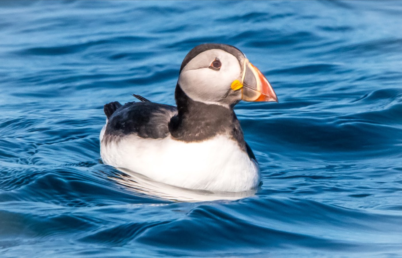 Atlantic Puffin