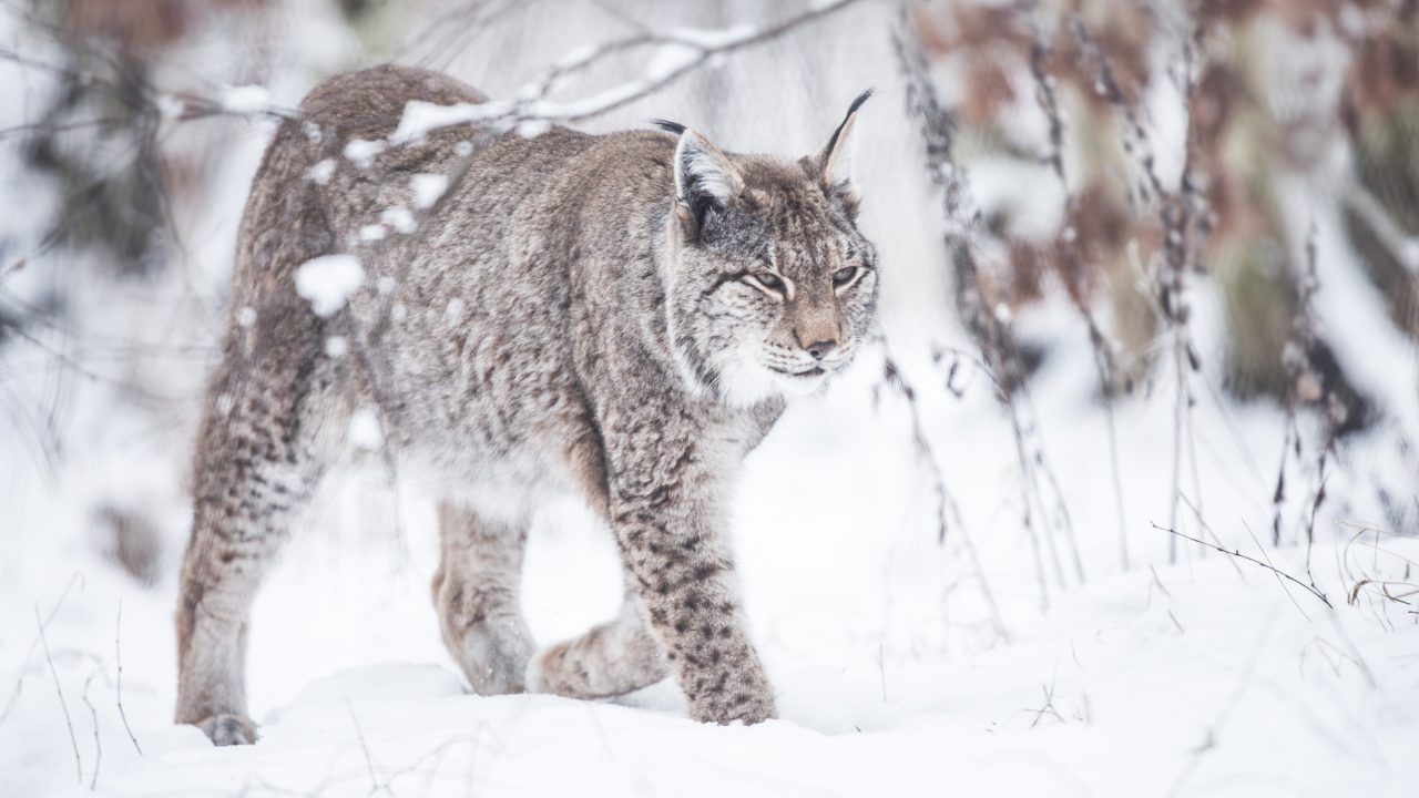 Lynx sighting in south of Scotland may have been ‘misidentification’