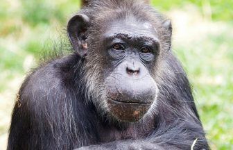 Life story of ‘beloved’ PG Tips tea-drinking chimp revealed