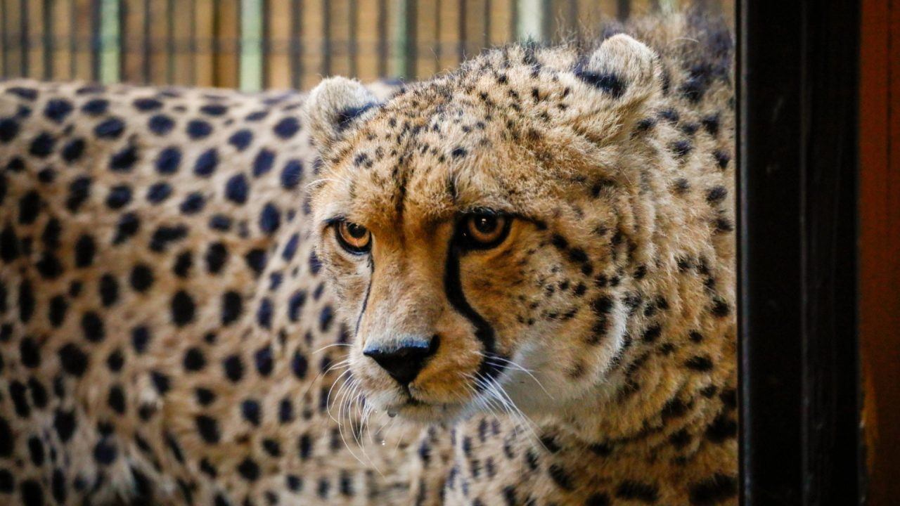 Edinburgh Zoo welcomes cheetah Billy from Whipsnade Zoo in Bedfordshire