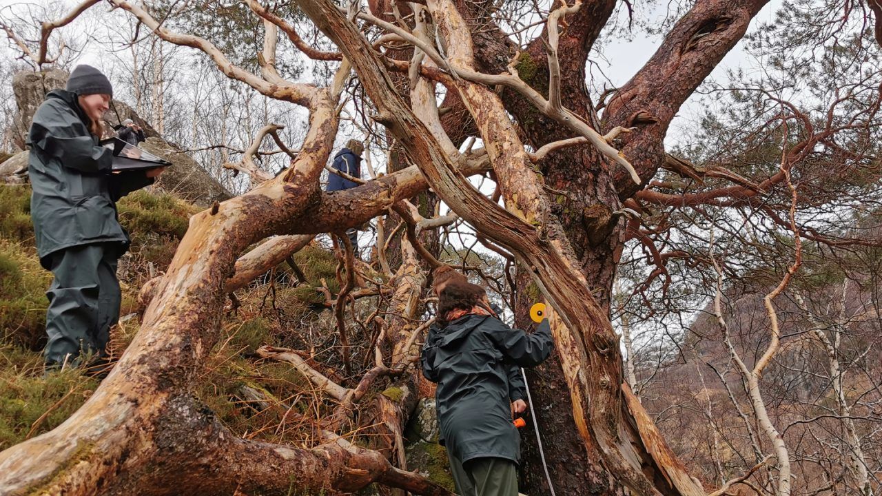 Living legends: Volunteers sought to record Scotland’s ancient trees for UK’s largest database