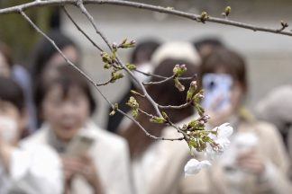 Japan’s weather agency officially declares start of cherry blossom season as trees bloom in Tokyo