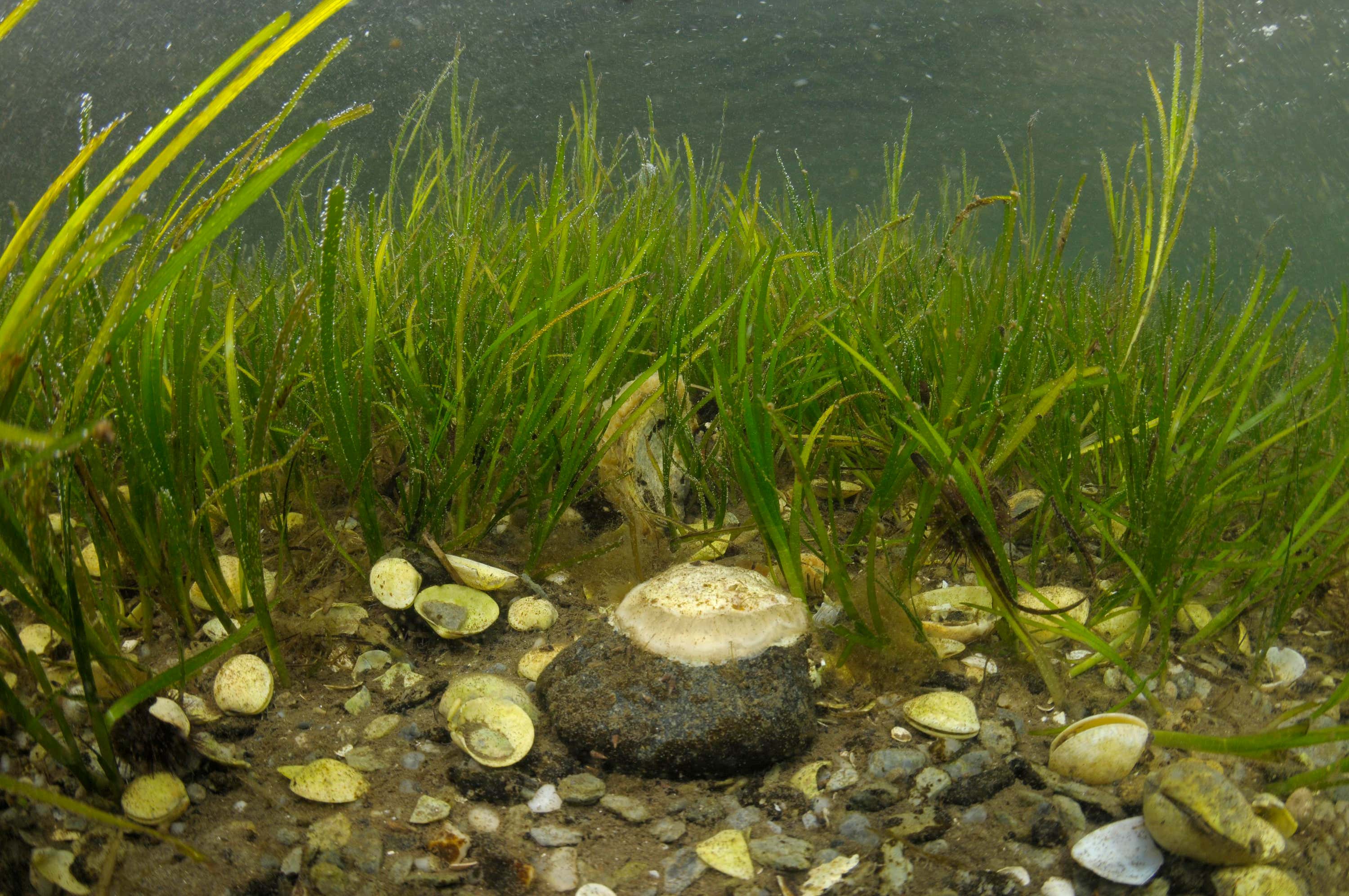 Shallow water seagrass with bivalve shells and native oysters in Loch Sween, Argyll and Bute (Ben James/NatureScot/PA).