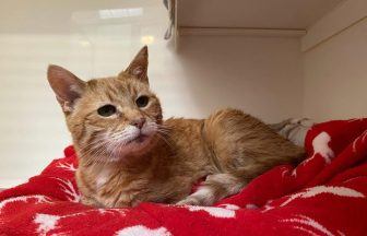 ‘Scotland’s oldest rescue cat’ found in home piled high with rubbish