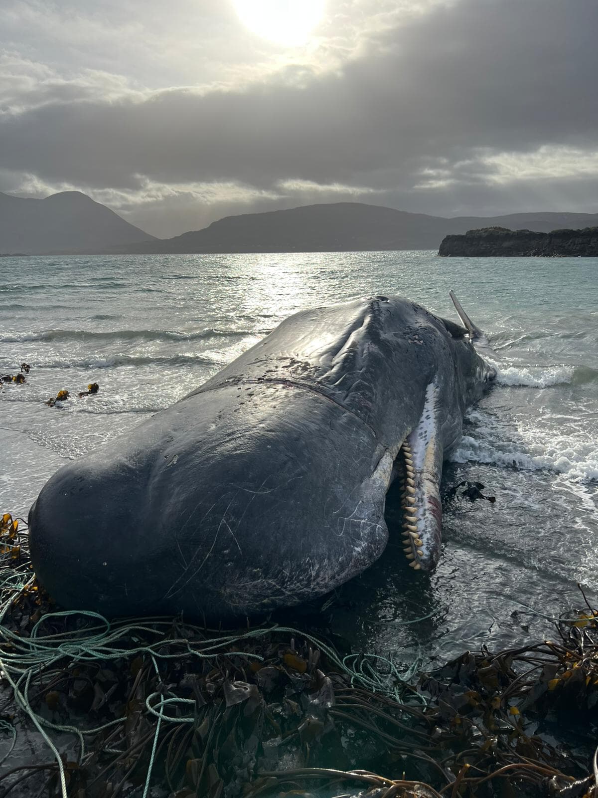 On Monday, March 3, 2025, BDMLR received report of a sperm whale very close to shore at Raasay Island.