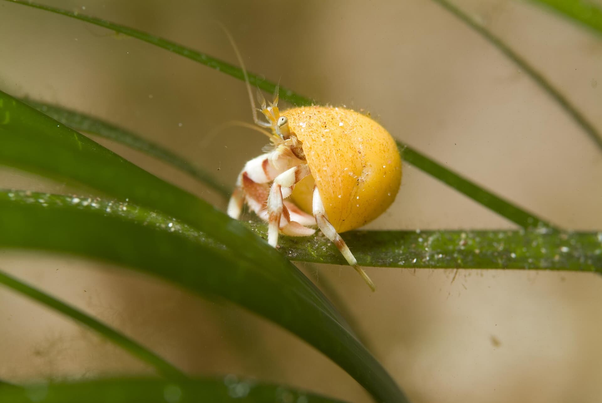 A hermit crab on a blade of Zostera marina seagrass (Graham Saunders/NatureScot/PA).