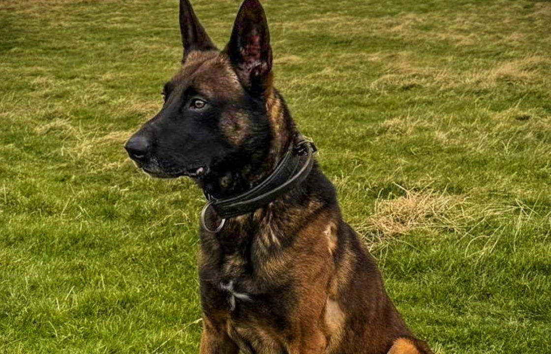 Police dog injured in knife incident in Aberdeen to return to active duty